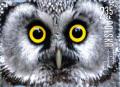 Colnect-2961-700-Boreal-Owl-Aegolius-funereus.jpg