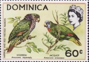 Colnect-1789-243-Imperial-Amazone-Amazona-imperialis-Red-necked-Amazon-Am.jpg