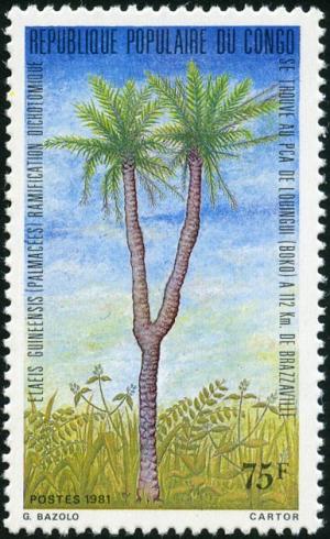 Colnect-4979-377-Forked-specimen-of-oil-palm-Elaeis-guineensis.jpg