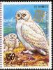 Colnect-1615-864-Snowy-Owl-Bubo-scandiacus.jpg