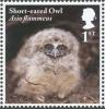 Colnect-5259-615-Short-eared-owl-chick---Asio-flammeus.jpg