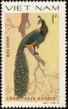 Colnect-1613-204-Green-Peafowl-Pavo-muticus.jpg