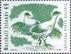 Colnect-2977-535-Tibetean-Eared-Pheasant-Crossoptilon-harmani.jpg
