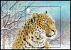 Colnect-5488-327-Amur-Leopard-Panthera-pardus-orientalis.jpg