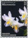 Colnect-5812-428-Pigeon-orchid.jpg