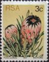 Oleanderleaf-protea-Protea-neriifolia.jpg