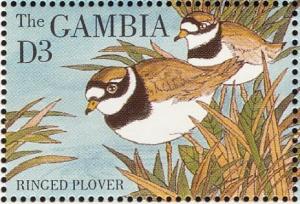 Colnect-1721-729-Common-Ringed-Plover%C2%A0Charadrius-hiaticula.jpg