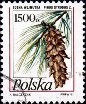 Colnect-2626-578-Pinus-strobus.jpg