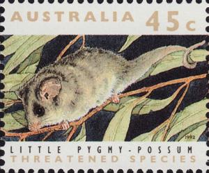 Colnect-3950-184-Little-Pygmy-Possum-Cercartetus-lepidus.jpg