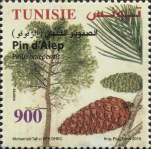 Colnect-4006-797-Aleppo-Pine-Pinus-halepensis.jpg