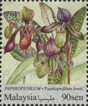 Colnect-4339-604-Paphiopedilum.jpg