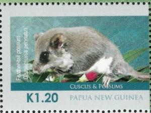 Colnect-6017-292-Feather-tailed-Possum-Distoechurus-pennatus.jpg