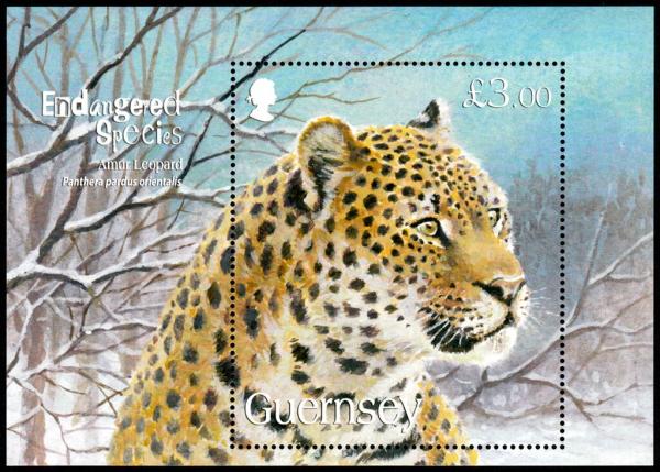 Colnect-5488-327-Amur-Leopard-Panthera-pardus-orientalis.jpg