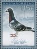 Colnect-5313-619--First-Lady----Racing-Pigeon-Columba-livia-forma-domestica.jpg