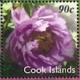 Colnect-4071-208-Purple-peony-Paeonia-lactifora-cultivar.jpg