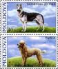 Colnect-3108-584-German-Shepherd-Poodle-Canis-lupus-familiaris.jpg