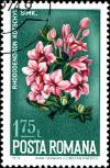 Colnect-5252-767-Azalea-Rhododendron-kotschyi.jpg