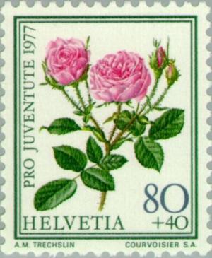 Colnect-140-642-Moss-Rose-Rosa-centifolia-muscosa.jpg