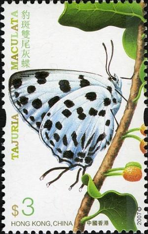 Colnect-1824-835-Spotted-Royal-Tajuria-maculata.jpg