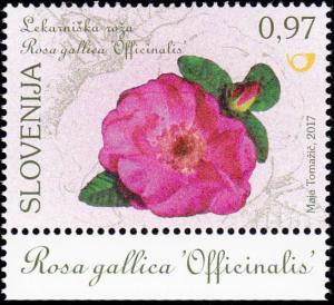 Colnect-3930-285-The-apothecary-s-rose-Rosa-gallica--Officinalis-.jpg
