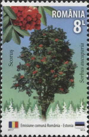 Colnect-5895-416-European-Rowan-Sorbus-aucuparia.jpg