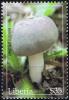 Colnect-4479-012-Russula-adusta.jpg