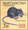 Colnect-197-425-Rat-Rattus-sp.jpg