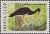Colnect-3242-250-Black-Stork-Ciconia-nigra.jpg