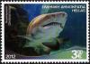 Colnect-3862-030-Sand-Tiger-Shark-Charcharias-taurus.jpg