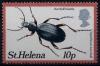 Colnect-4037-772-Burchell-rsquo-s-beetle-Aplothorax-burchelli.jpg