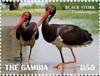 Colnect-5726-918-Black-Stork-Ciconia-nigra.jpg