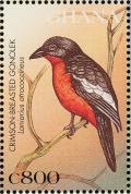 Colnect-1718-850-Crimson-breasted-Shrike-Laniarius-atrococcineus.jpg