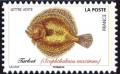 Colnect-5639-649-Turbot-Scophthalmus-maximus.jpg