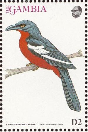 Colnect-1462-505-Crimson-breasted-Shrike-Laniarius-atrococcineus.jpg