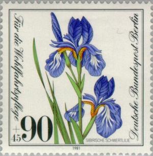 Colnect-155-472-Siberian-iris.jpg