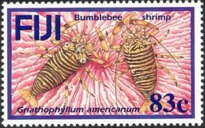 Colnect-1613-704-Striped-Bumblebee-Shrimp-Gnathophyllum-americanum.jpg