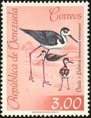 Colnect-1811-007-Black-necked-Stilt-Himantopus-himantopus.jpg