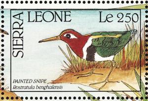 Colnect-2194-118-Greater-Painted-snipe-Rostratula-benghalensis.jpg