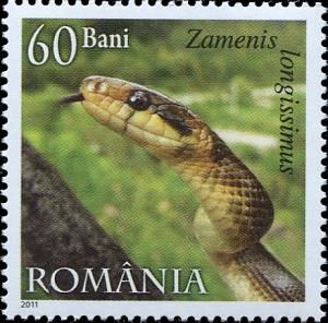 Colnect-4285-856-Aesculapean-Snake-Zamenis-longissimus.jpg
