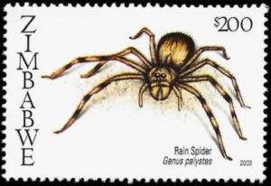 Colnect-5404-857-Rain-Spider-Palystes-sp.jpg