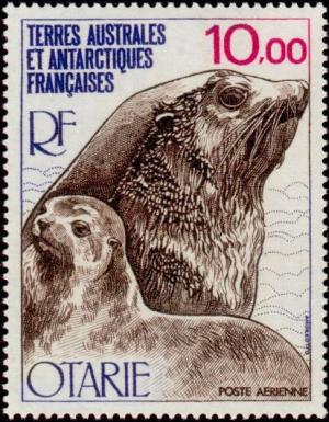Colnect-888-072-Kerguelen-Fur-Seal-Arctocephalus-gazella.jpg