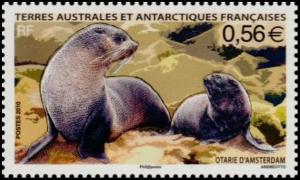 Colnect-889-513-Subantarctic-Fur-Seal-Arctocephalus-tropicalis.jpg