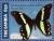 Colnect-3524-963-Green-banded-Swallowtail-Papilio-nireus.jpg