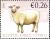 Colnect-5159-157-Domestic-Sheep-Ovis-ammon-aries.jpg