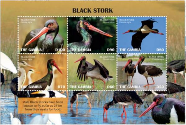 Colnect-6088-047-Black-Stork-Ciconia-nigra.jpg