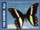 Colnect-3524-963-Green-banded-Swallowtail-Papilio-nireus.jpg