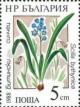 Colnect-732-674-Bithynian-Squill-Scilla-bithynica.jpg