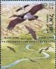 Colnect-2654-029-Black-Stork-Ciconia-nigra.jpg