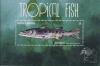 Colnect-5219-334-Tropical-Fish.jpg