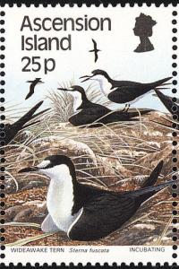 Colnect-1586-540-Sooty-Tern-Sterna-fuscata.jpg